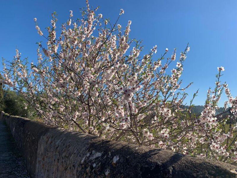 Embrace the enchantment of Mallorca's almond blossom season - The Charm of Valldemossa Village