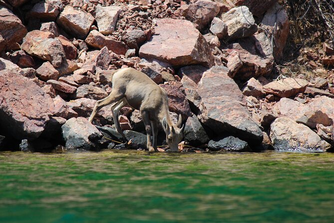 Emerald Cave Paddleboard RentalSelf-Drive Colorado River SUP - Flexibility for Different Experience Levels