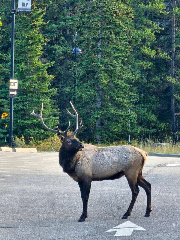 Emerald Lake, Lake Louise, Johnston Canyon & Banff Tour SUV - Exploring Johnston Canyon’s Dramatic Canyons and Waterfalls