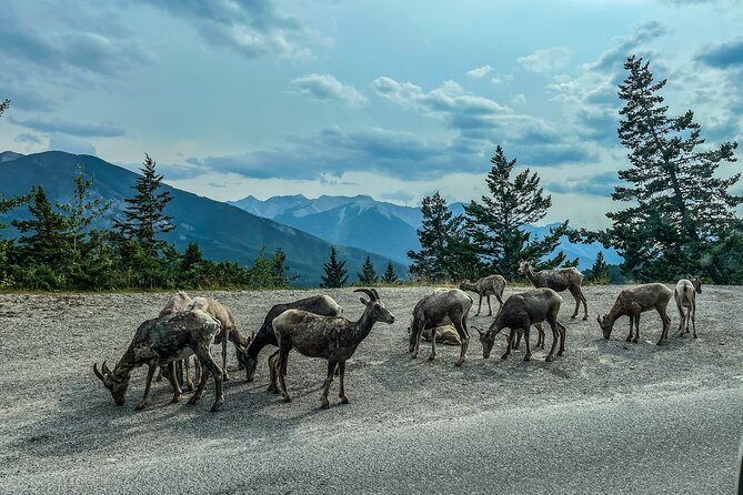 Emerald Lake,Natural Bridge, Wapta Falls & Takakkaw Falls in Yoho - Lunch Break in the Charming Town of Field