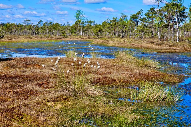 emeri Bogs Adventure: Explore Wetlands In Bog Shoes - What’s Included and What You Need to Bring