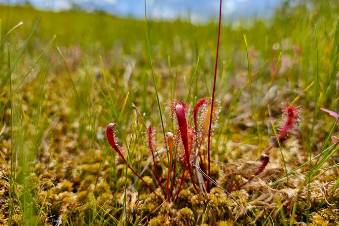 emeri Great Bog Discovery With Optional Sunrise & Jrmala Visit - Key Points