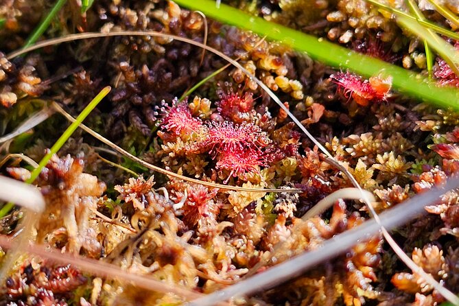 emeri Great Bog Discovery With Optional Sunrise & Jrmala Visit - Practical Details: Logistics, Group Size, and Accessibility