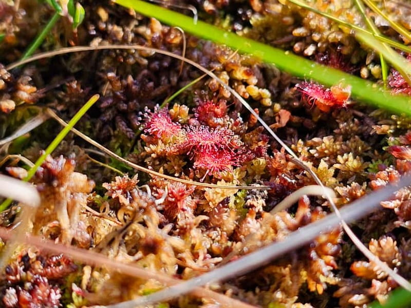 emeri Great Bog With Optional Sunrise & Jrmala Visit - What to Bring and Practical Tips