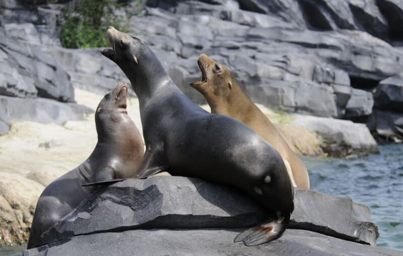 Emmen: Wildlands Adventure Zoo and Rimbula River Boat Ride - Key Points