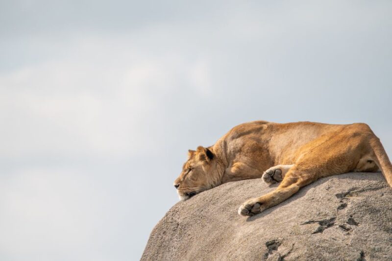 Emmen: Wildlands Adventure Zoo and Rimbula River Boat Ride - Nortica: Encountering Polar Animals and Icy Wonders