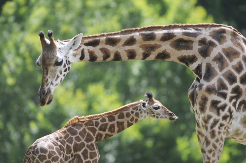 Emmen: Wildlands Adventure Zoo and Rimbula River Boat Ride - Facilities and Practical Information at Wildlands