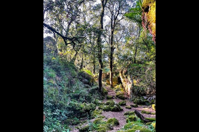 Enchanted Forest Hike and Wine Tasting Private Tour - Experience the Perfect Blend of Nature and Wine on Korcula Island