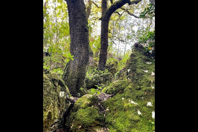 Enchanted Forest Hike and Wine Tasting Private Tour - Key Points