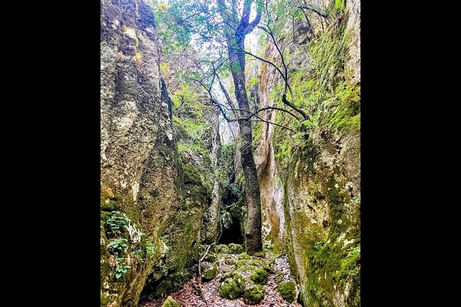 Enchanted Forest Hike and Wine Tasting Private Tour - Exploring the Koje Nature Preserve