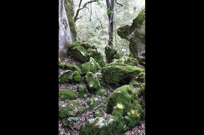 Enchanted Forest Hike and Wine Tasting Private Tour - Wine Tasting at the Tasovac Family House