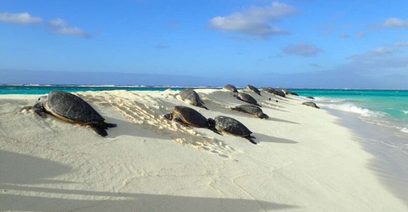Enchanting Small Group Circle Island Tour of Oahu paradise - Key Points