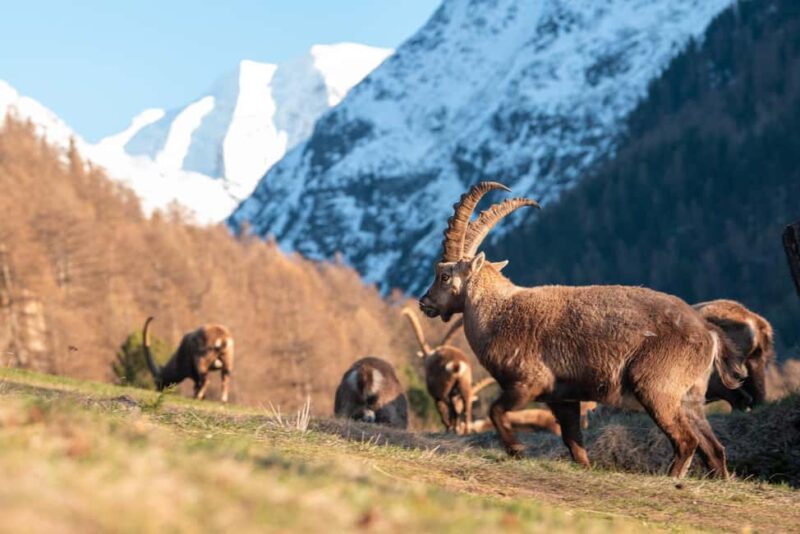 Engadine: Ibex up close  Wildlife photo tour in spring - Engadine: Ibex up close Wildlife photo tour in spring — an intimate wildlife adventure near St. Moritz