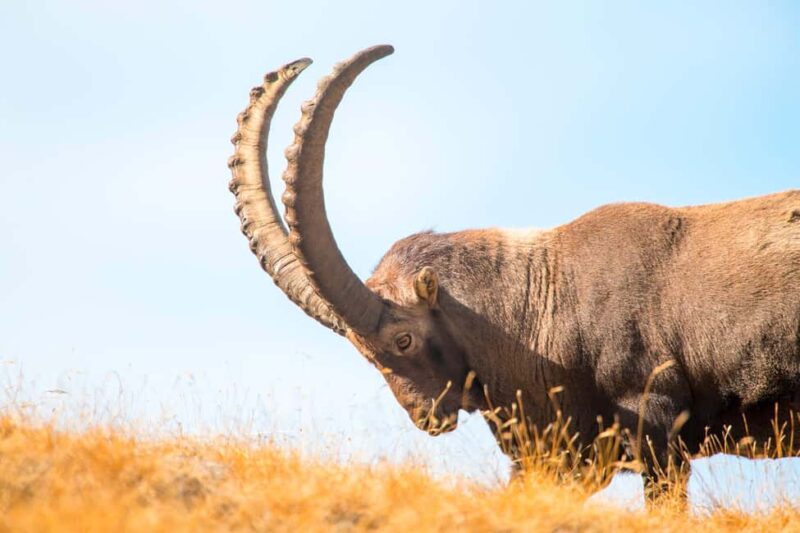 Engadine: Ibex up close  Wildlife photo tour in spring - The perfect season: springtime ibex activity in the Engadine