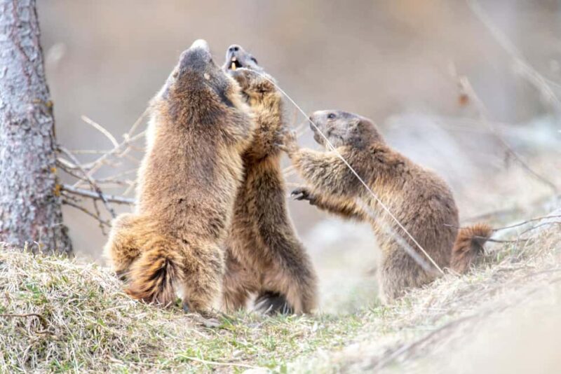 Engadine: Ibex up close  Wildlife photo tour in spring - The value of this wildlife photo experience