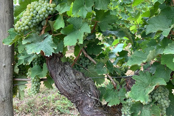 English Speaking Loire Winery Tours originating from Chinon - Physical Requirements and Accessibility