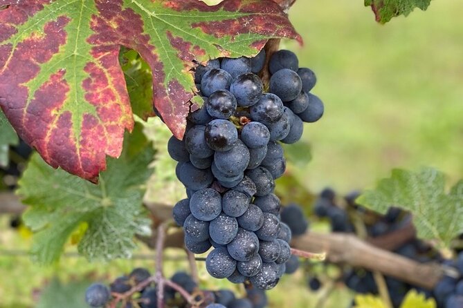 English Speaking Loire Winery Tours pickup from Amboise or Tours - The Guided Experience with Keith and Linda