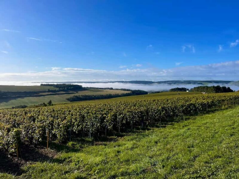 Enjoy a countryside meal and champagne tasting in the Côte des Bar! - The Gourmet Country Lunch with Champagne Tasting