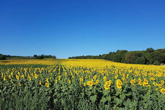 Enjoy a meal with wine tasting in the vineyard of Podere Casanova - Who Will Appreciate This Tour Most