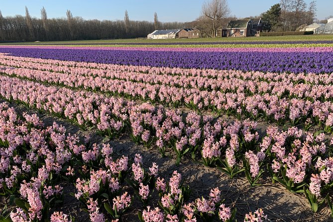 Enjoy the tulip fields by bicycle with a local guide! Tulip bike tour! - Passing Keukenhof Castle and the Forest