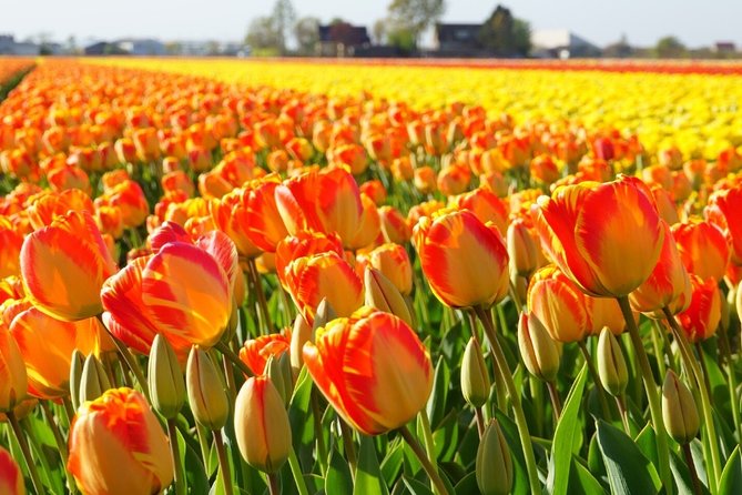 Enjoy the tulip fields by bicycle with a local guide! Tulip bike tour! - The Unique Experience at De Tulperij Greenhouse
