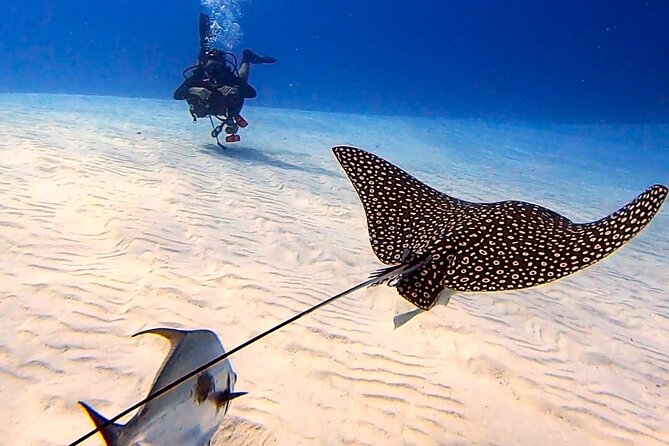 Enjoy two dives without previous experience with a boat trip - Key Points