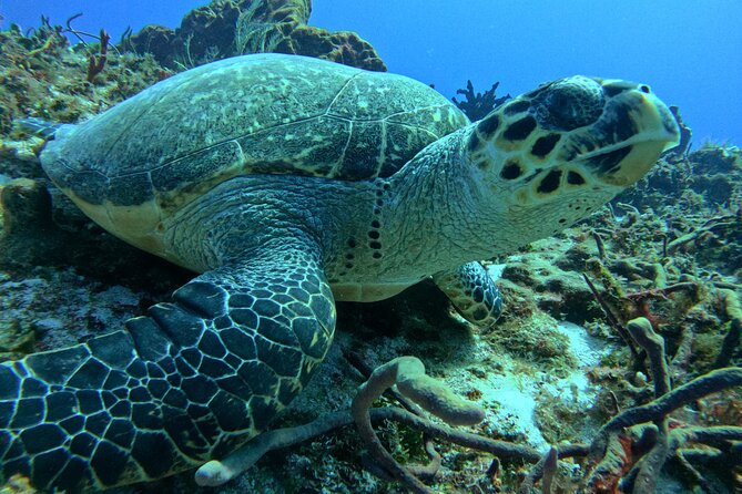 Enjoy two dives without previous experience with a boat trip - How the Tour Teaches You Basic Diving Skills