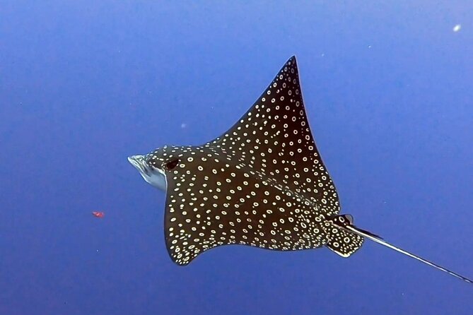 Enjoy two dives without previous experience with a boat trip - Equipment and Instructor Support for Beginners