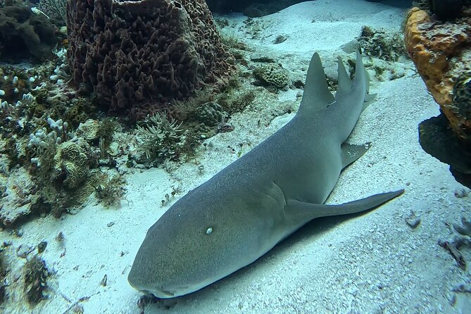 Enjoy two dives without previous experience with a boat trip - Flexibility and Weather Considerations