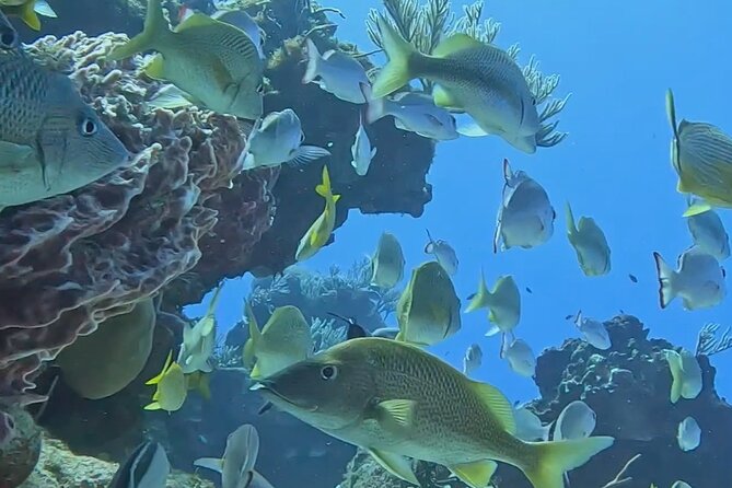 Enjoy two dives without previous experience with a boat trip - Genuine Strengths and Notable Limitations