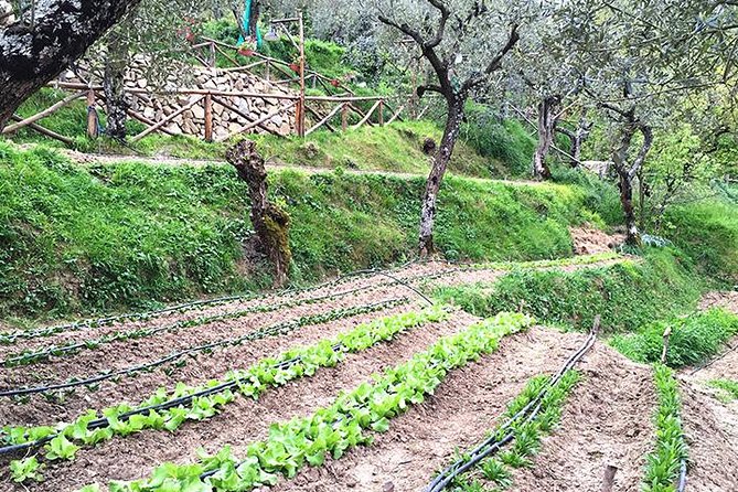 Enogastronomic Day in a Farm - Tasting of local products - Crafting Your Own Pizza in a Traditional Oven