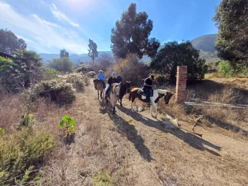 Ensenada: Bajas Hidden Trails: Horseback Ride w/ Ocean View - Who Should Consider This Ride in Ensenada