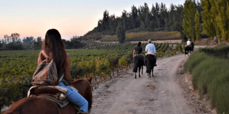 Ensenada: Horseback Riding at the Vineyards - Starting Point and Easy Access from Ensenada