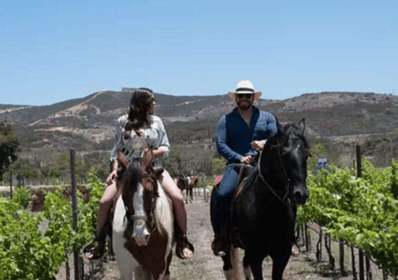 Ensenada: Horseback Riding at the Vineyards - Riding Experience & Well-Trained Horses
