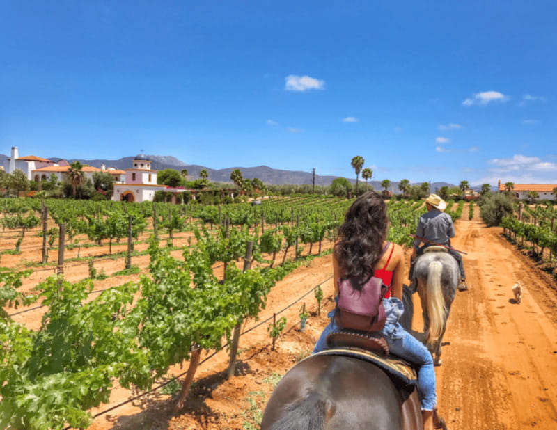 Ensenada: Horseback Riding at the Vineyards - Booking Flexibility and Cancellation Policy