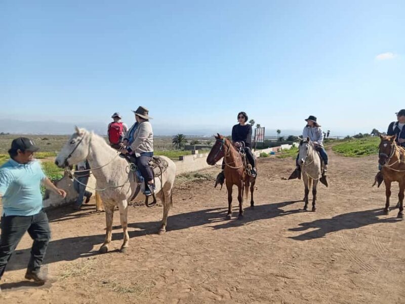 Ensenada: La Bufadora and Playa Hermosa Horseback Riding - Similar Experiences in Ensenada