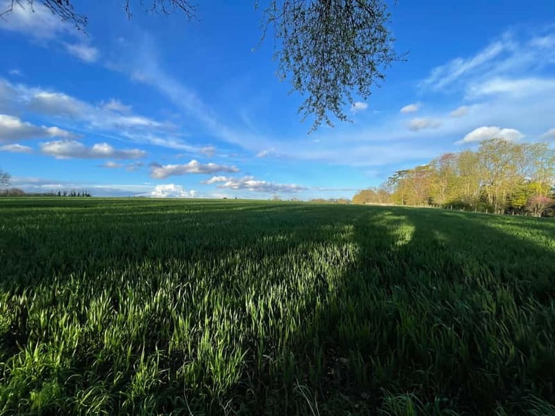 Enter the painting, touch the roots and go back in time ! - How This Tour Compares to Other Van Gogh Experiences