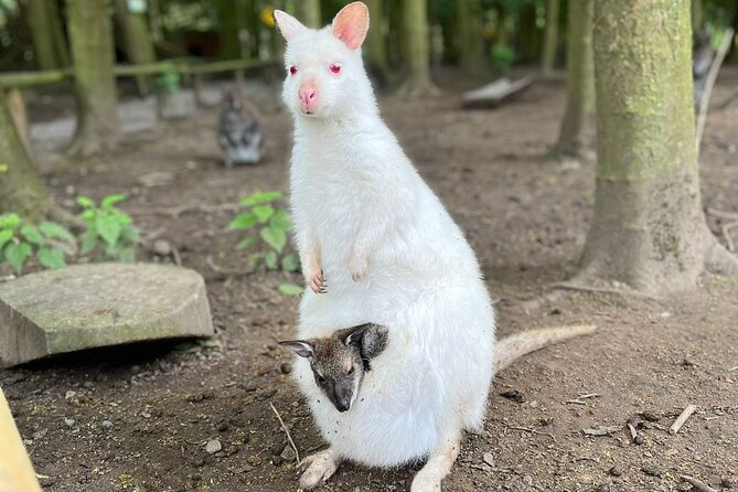 Entry ticket to Hoo Zoo and Dinosaur World in Telford - Tips for Making the Most of Your Visit