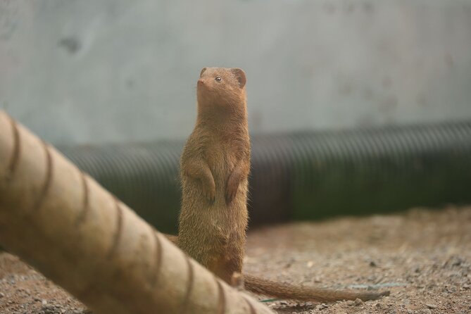 Entry ticket to Hoo Zoo and Dinosaur World in Telford - Final Thoughts on Hoo Zoo and Dinosaur World in Telford