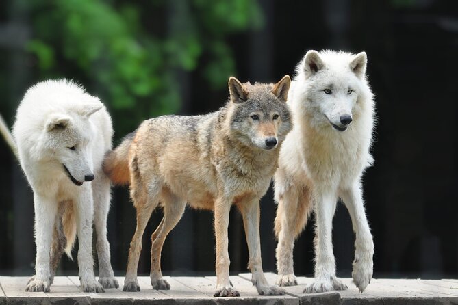 Entry ticket to Hoo Zoo and Dinosaur World in Telford - Frequently Asked Questions