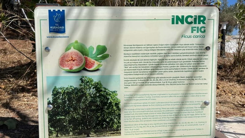 Ephesus tours wholesalerShopTours from cruise port Kusadasi - Key Points