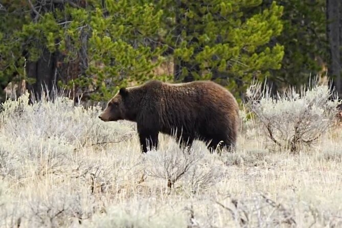 Epic Yellowstone Private Tour - Key Points