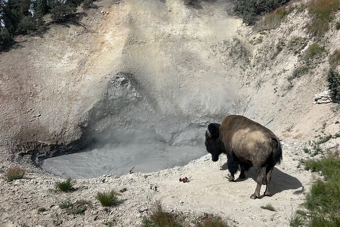 Epic Yellowstone Private Tour - Wildlife Viewing in Hayden Valley