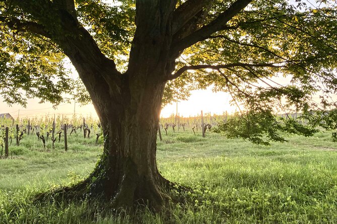 Epicurean Discovery Tour with Wine & Local Specialties - Logistics and Meeting Details