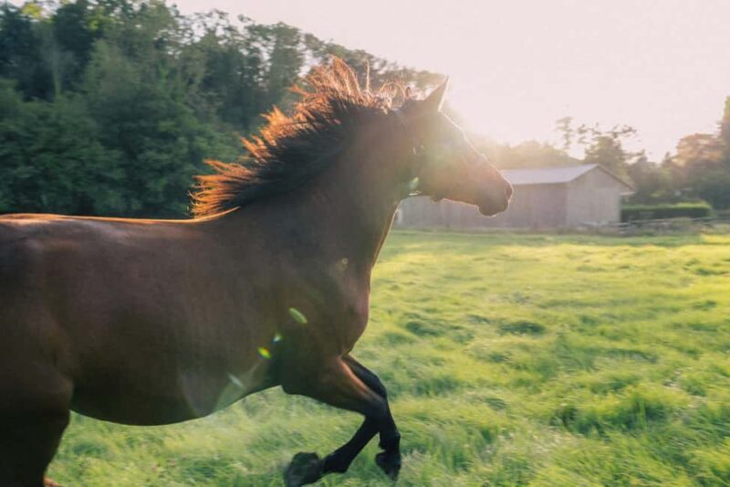 Equicoaching - experience the connection with horses in Normandy - Connect with Horses in Normandy for Personal Growth and Reflection
