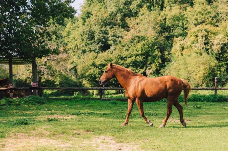 Equicoaching - experience the connection with horses in Normandy - How the Sessions Are Tailored to Your Needs