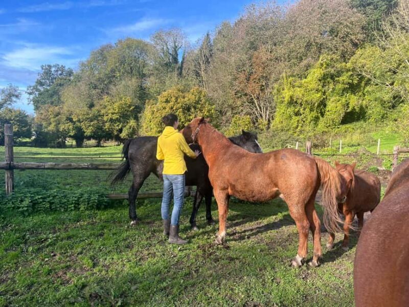 Equicoaching - experience the connection with horses in Normandy - The Unique Role of Horses in Equicoaching