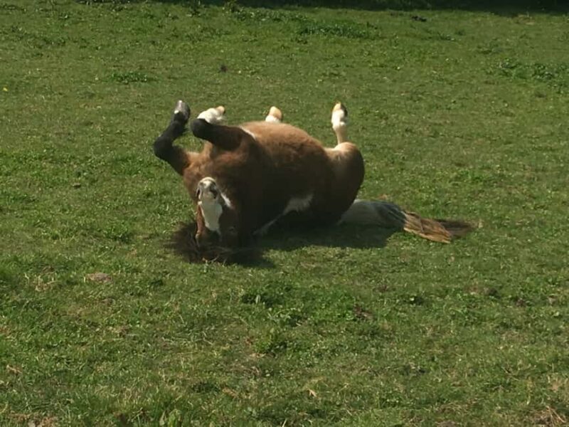 Equicoaching - experience the connection with horses in Normandy - Booking, Cancellation, and Payment Options in Normandy