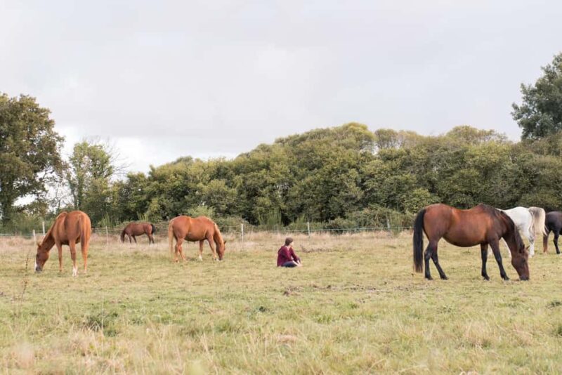 Equicoaching - experience the connection with horses in Normandy - What Makes This Equicoaching Experience Stand Out