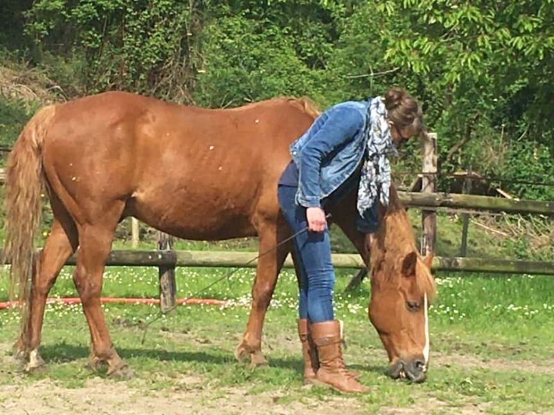 Equicoaching - experience the connection with horses in Normandy - Who Will Benefit Most from This Experience